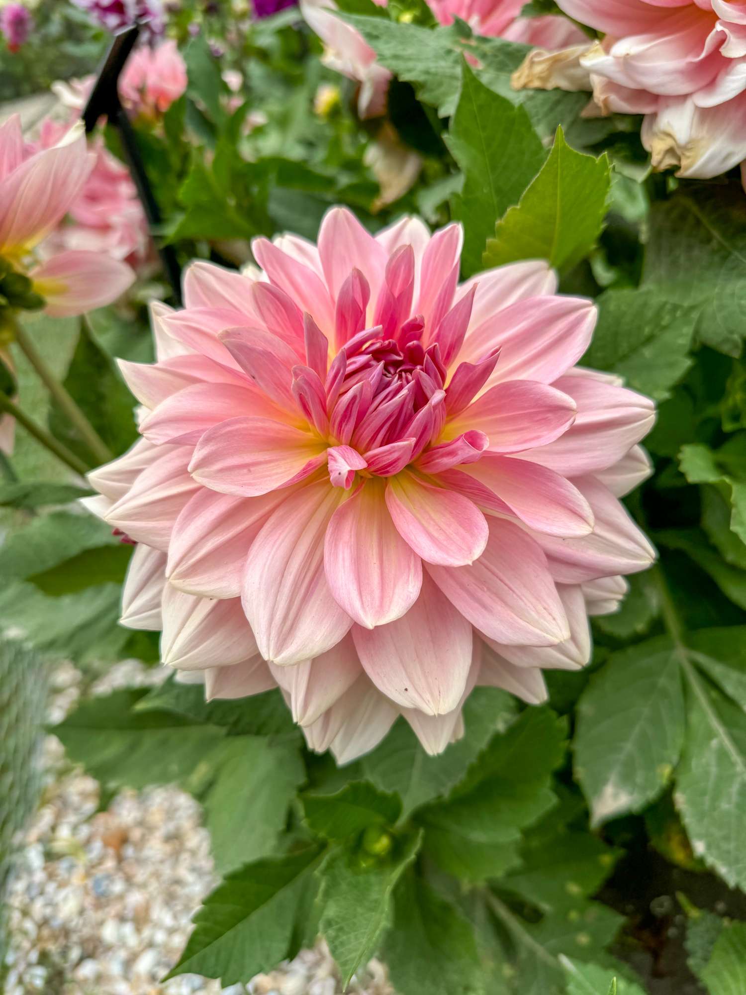 Dahlie 'Fairway Pilot'